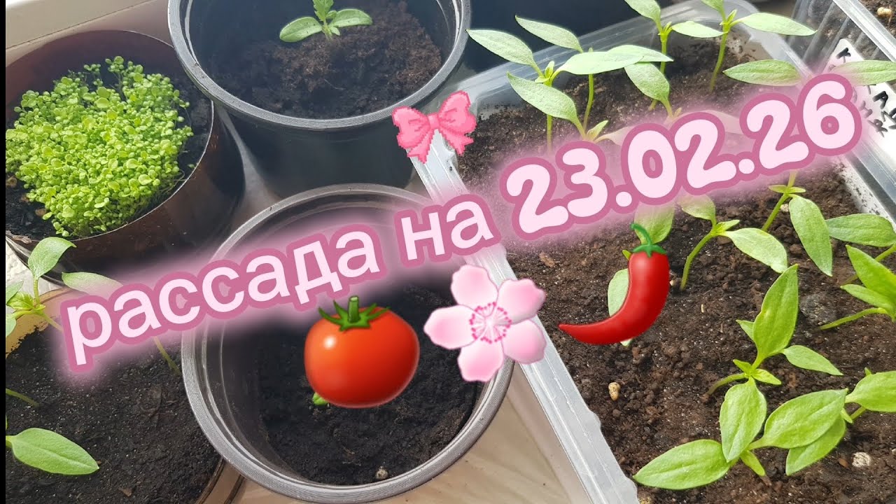 Обзор моей рассады на 23.02.2026г. Посев томатов 