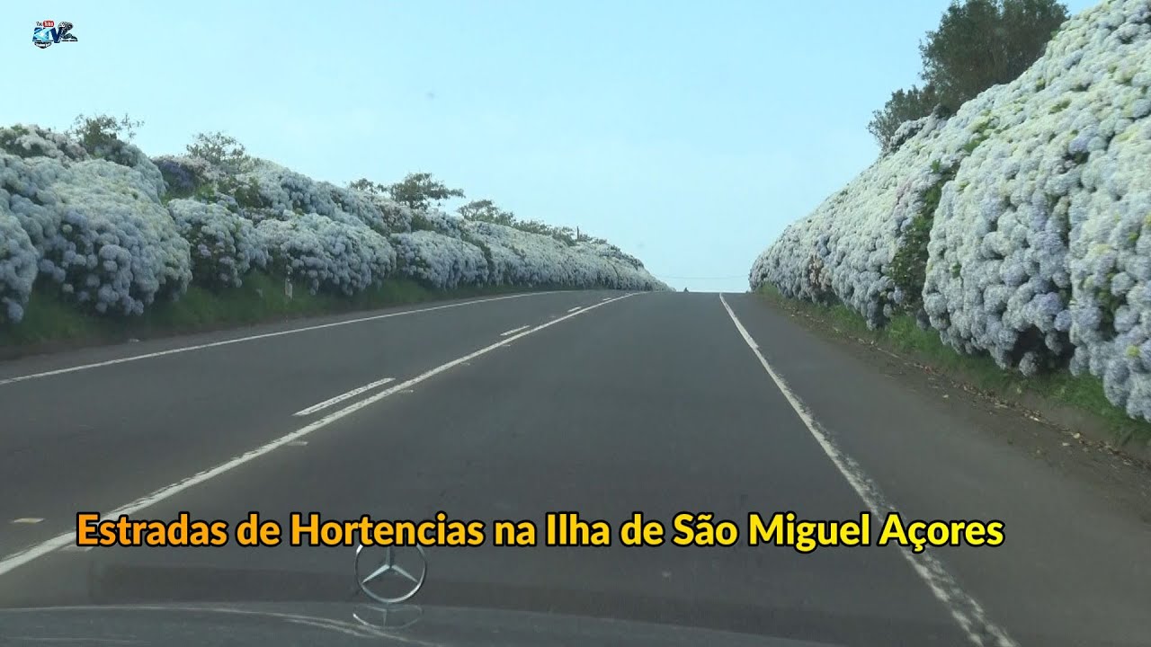 Hortencias nas Estradas da Ilha  de São Miguel Azores