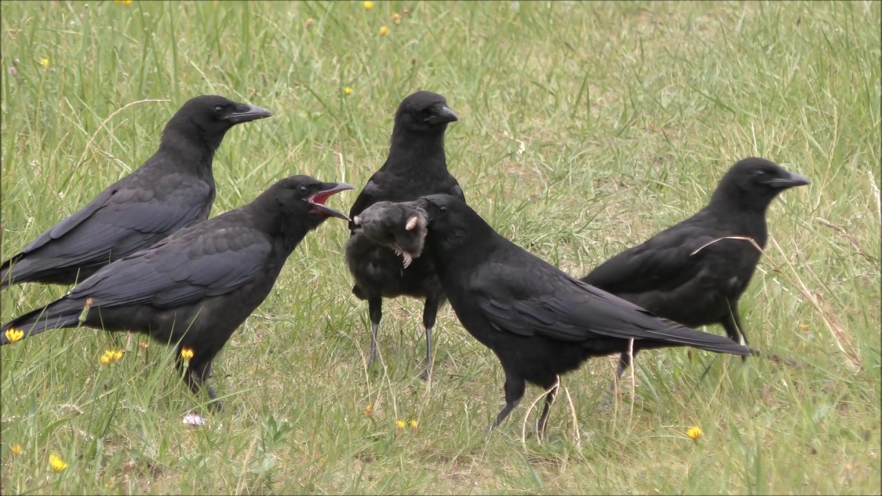 Vroege Vogels - Kraai voert mol aan jongen
