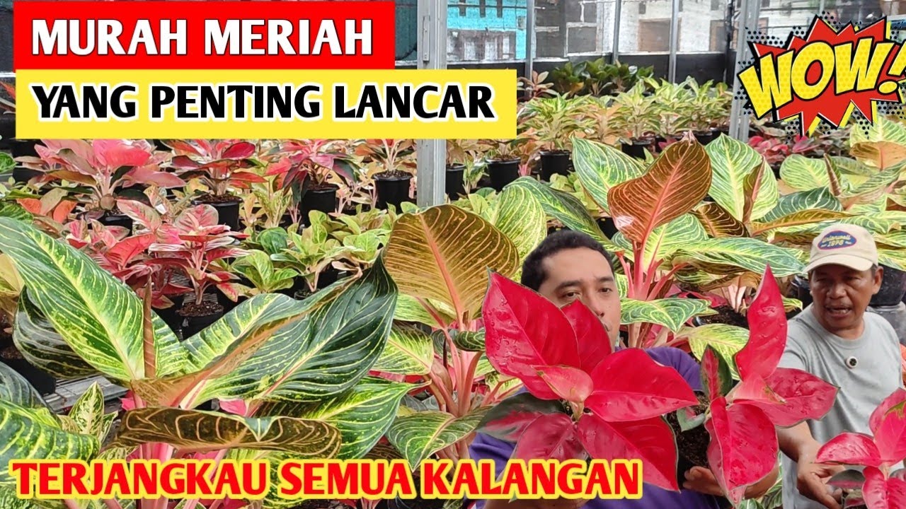 Aglaonema Murah Meriah‼️ Terjangkau Semua Kalangan ~ 93