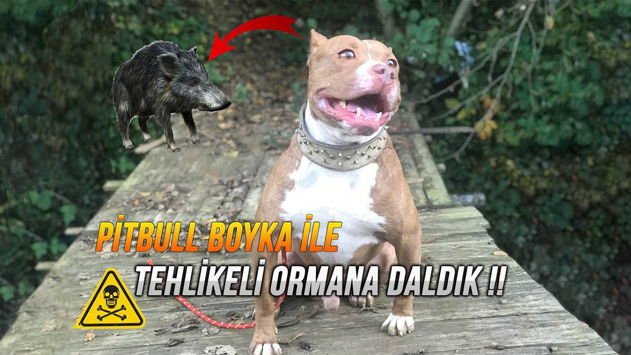 BOYKA İLE ORMANA DALDIK !! (KAYBOLDUK!!)
