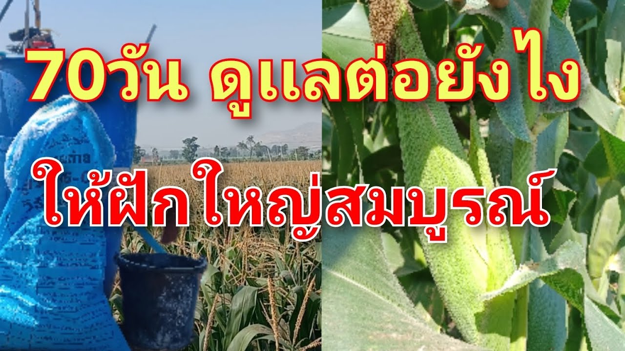 ข้าวโพดอายุ 70 วัน ต้องดูเเลต่อยังไงให้ฝักใหญ่ สมบูรณ์ ไร่ละ2,000กิโล