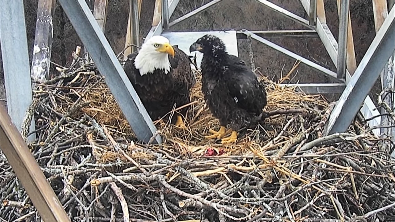 John Bunker Sands Eagles🦅Dad Brings *Very* Fresh Fish🐋JBS24 Gets Fed and Self Feeds🍴2026 Mar 5