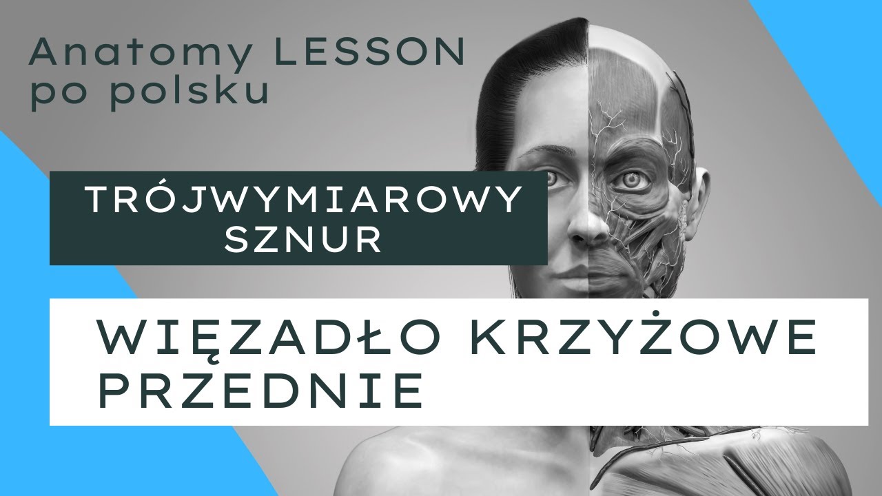 ANATOMY LESSON po polsku - #9 Więzadło krzyżowe przednie ACL - trójwymiarowy sznur