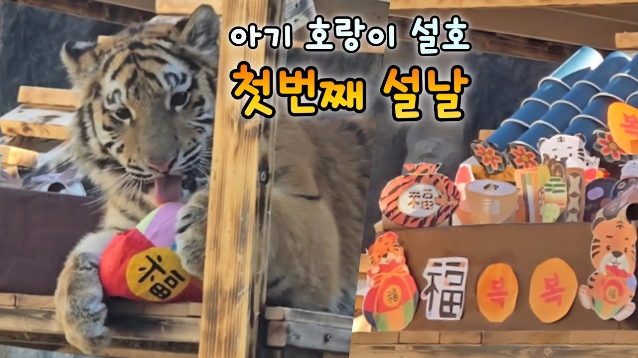 서울대공원 아기호랑이 설호의 첫번째 설날은 우당탕 정말 신나는 날💕26.02.17 Seoul Zoo Amurtiger Seolho Penza 