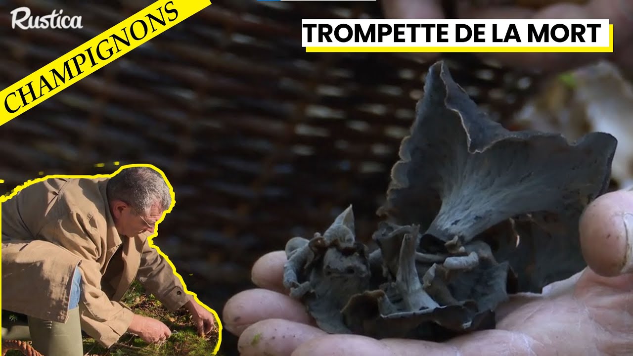 🍄 Découvrez les Secrets des Trompettes de la Mort avec Jean-Marie Polese 🍄