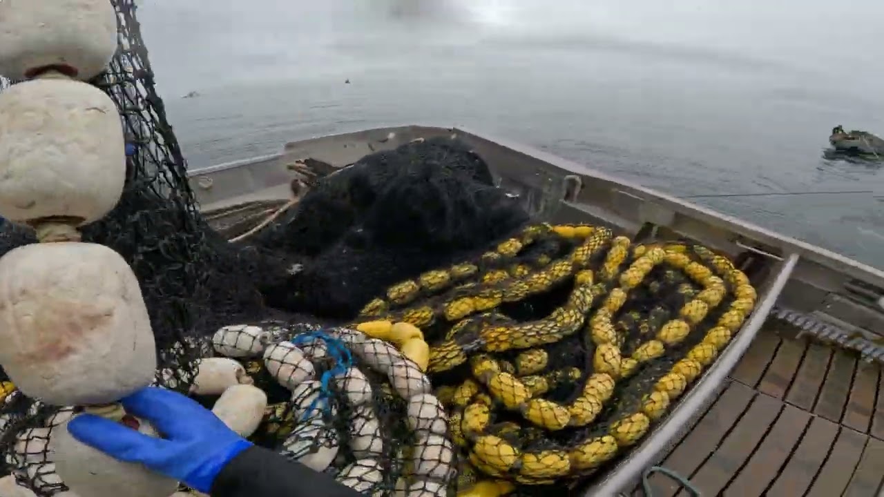Retrieving a Alaska Purse Seine 2024