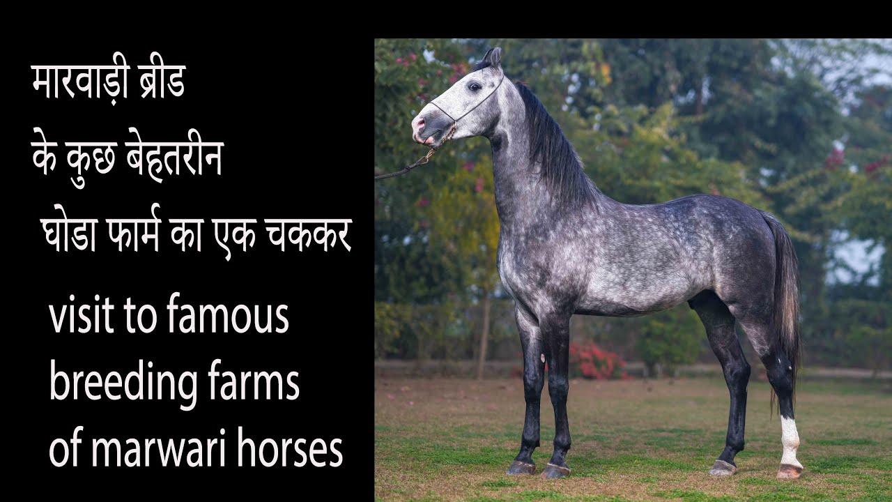मारवाड़ी ब्रीड के कुछ बेहतरीन घोडा फार्म का एक चककर