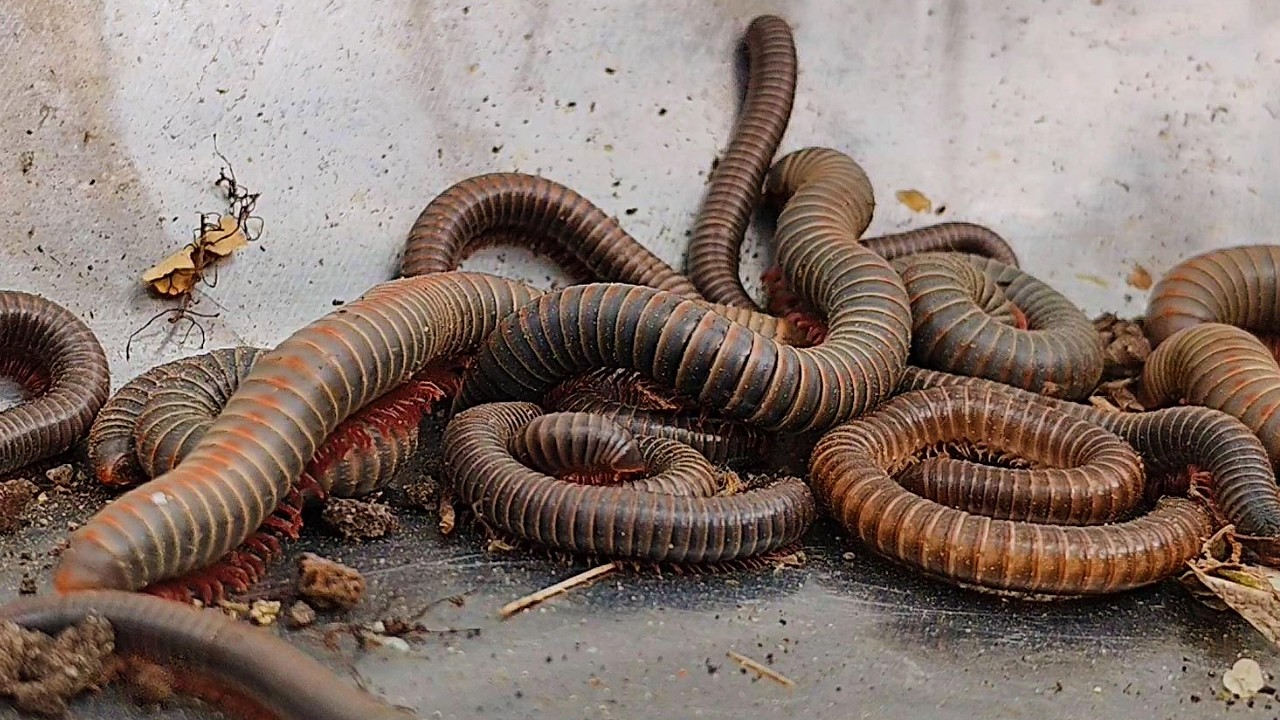 I caught a lot of worms today  Do you know them