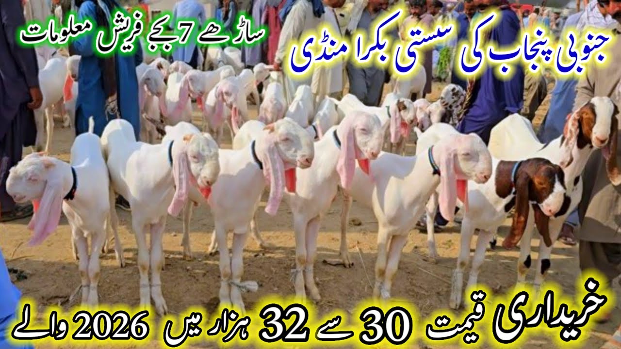 31 January 2026 جنوبی پنجاب کی بڑی بکرا منڈی فریش ریٹ 30 سے 32 ہزار میں گلابی قربانی والے بکرے 
