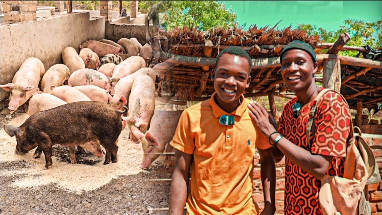 Meet Zimbabwe's youngest Pig Farmer. He is making his father Proud