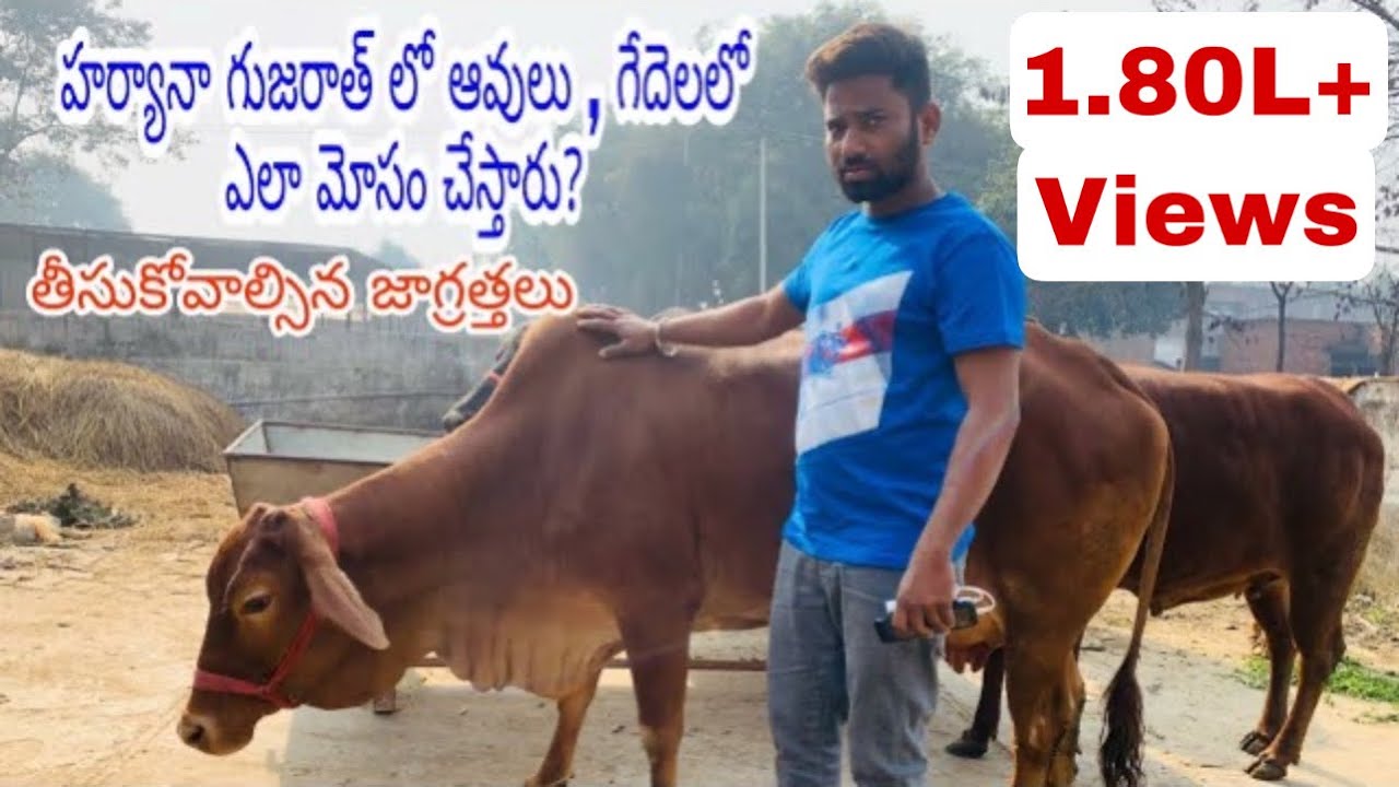 Desi cow(sahiwal,gir) price in Hyderabad - 97019 65687