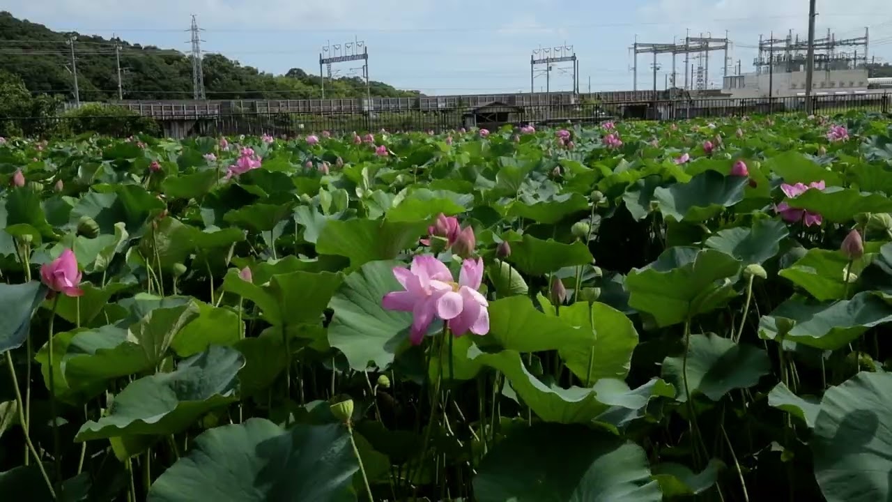 東海道新幹線・N700系・ハスの花咲く沿線をゆく８　DSC 8966