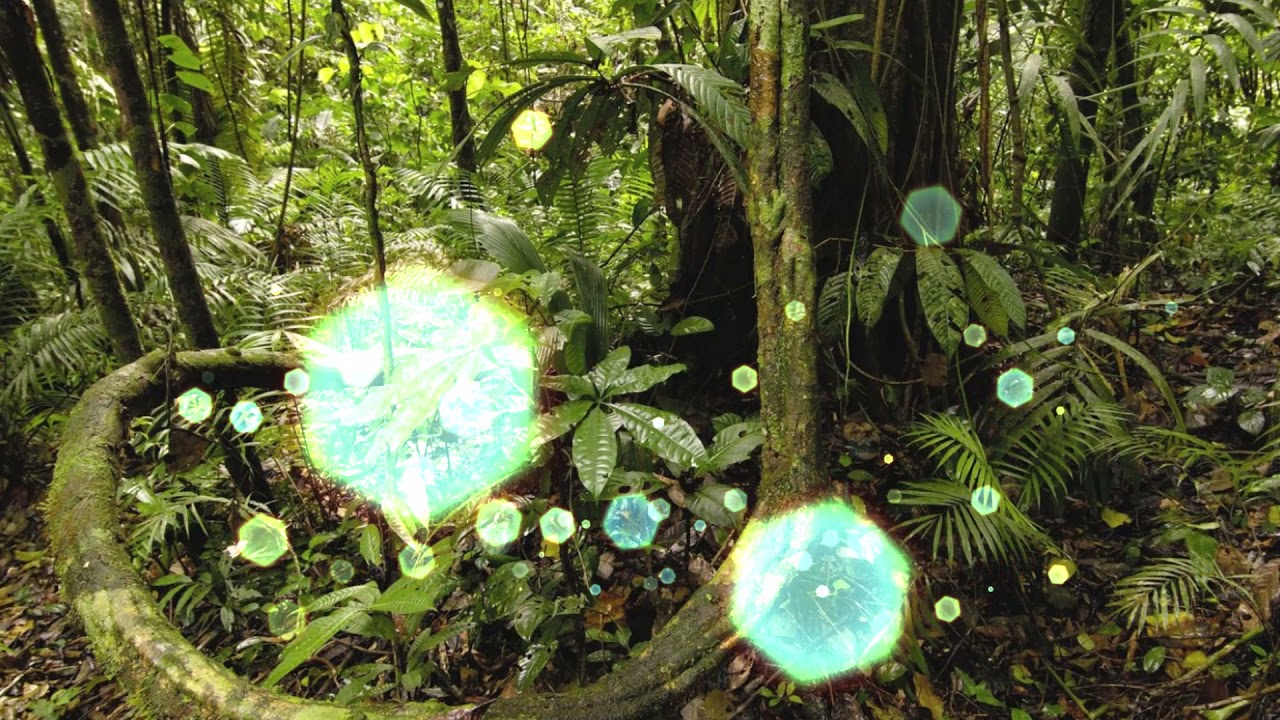 Na Floresta eu Tenho Tudo!