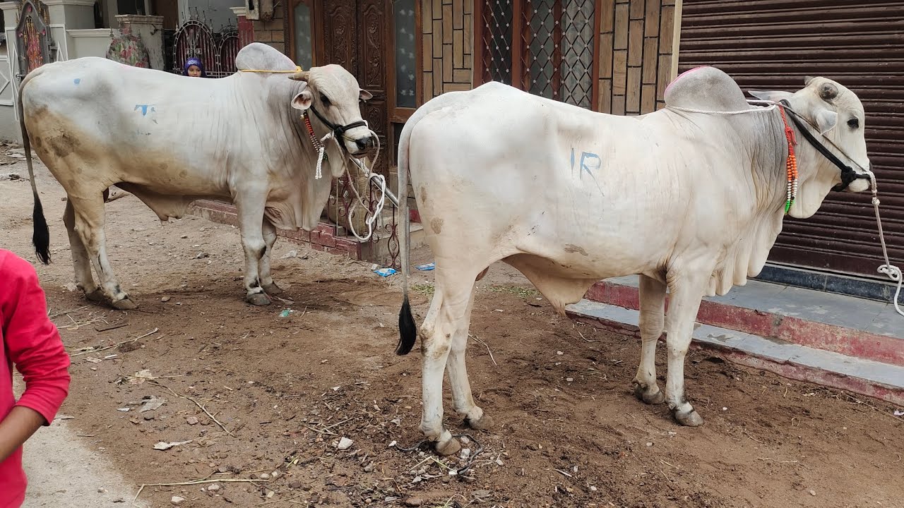 pure quality Ongole bulls available in balapur Hyderabad | bade janwar in Hyderabad balapur road
