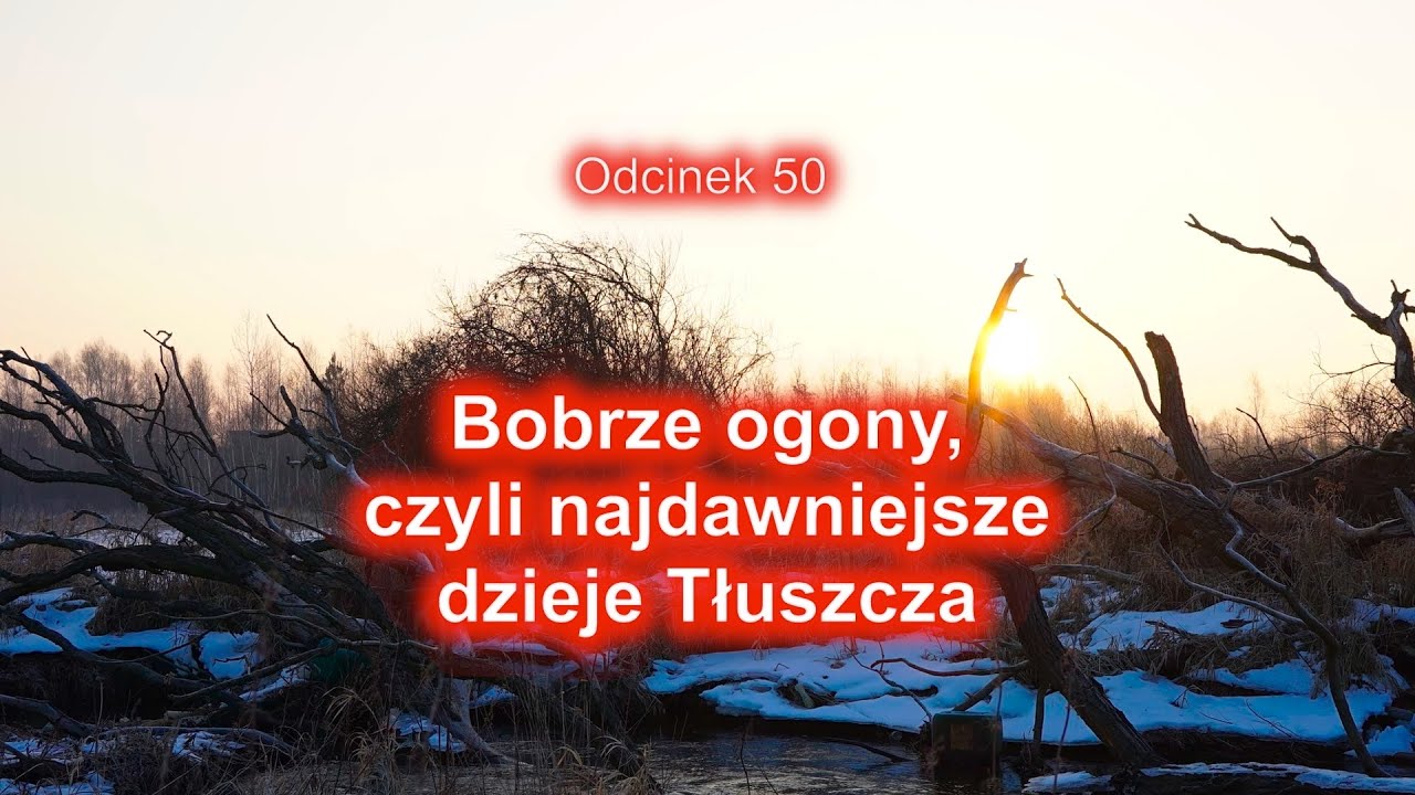 Bobrze ogony, czyli najdawniejsze dzieje Tłuszcza #50