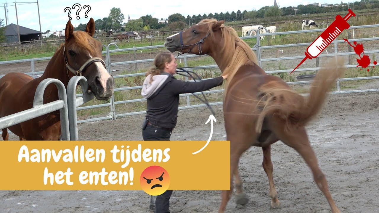 HELP mijn paard valt de DIERENARTS aan tijdens het enten | DressuurNatuurlijk