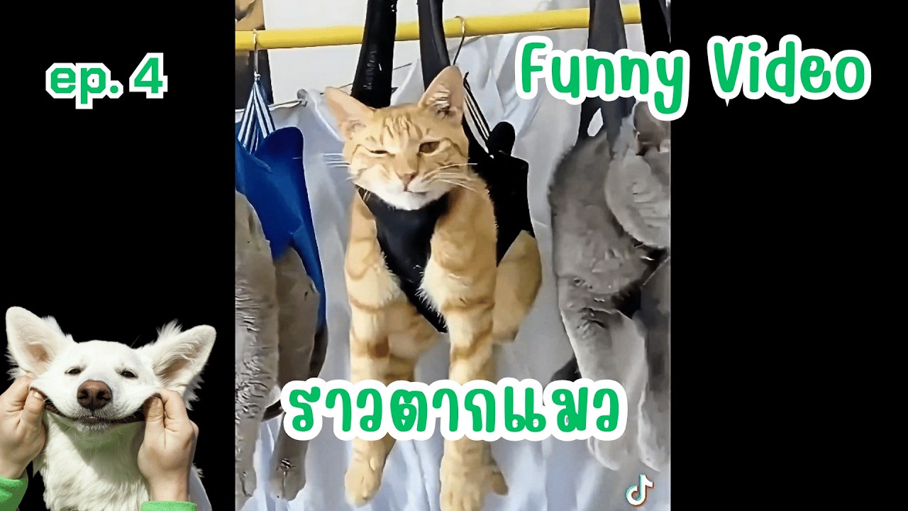 คลิปตลกคลายเครียด ขำๆฮาๆ funny video ep.4