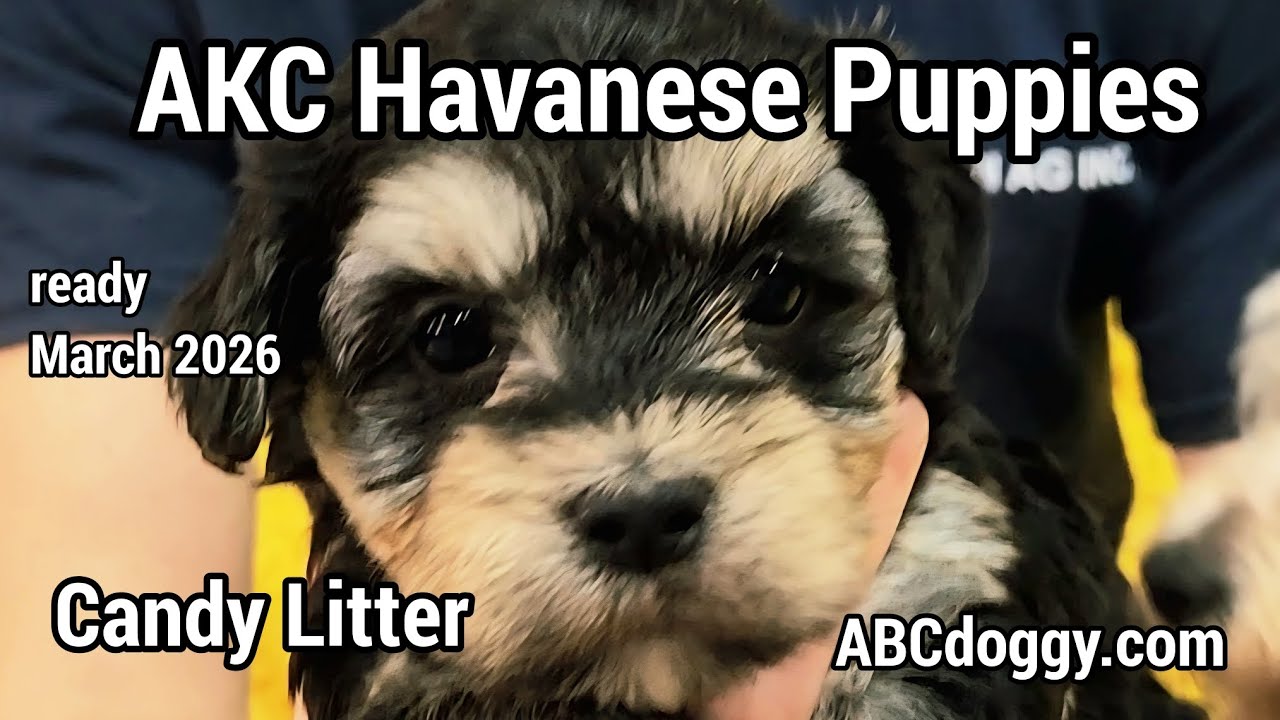 AKC Havanese Puppies * Candy Litter @ 5 weeks * ABCdoggy.com 
