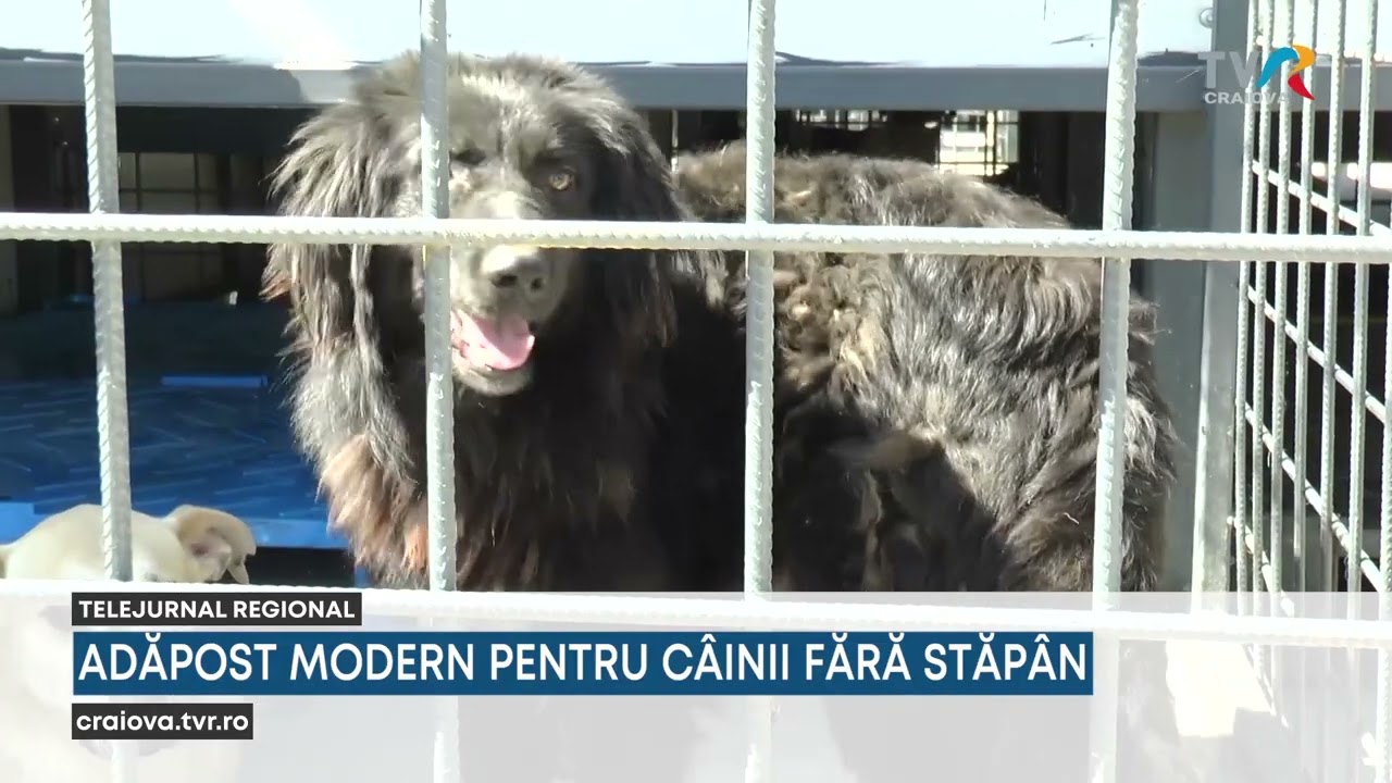 ADĂPOST MODERN PENTRU C&Acirc;INII FĂRĂ STĂP&Acirc;N