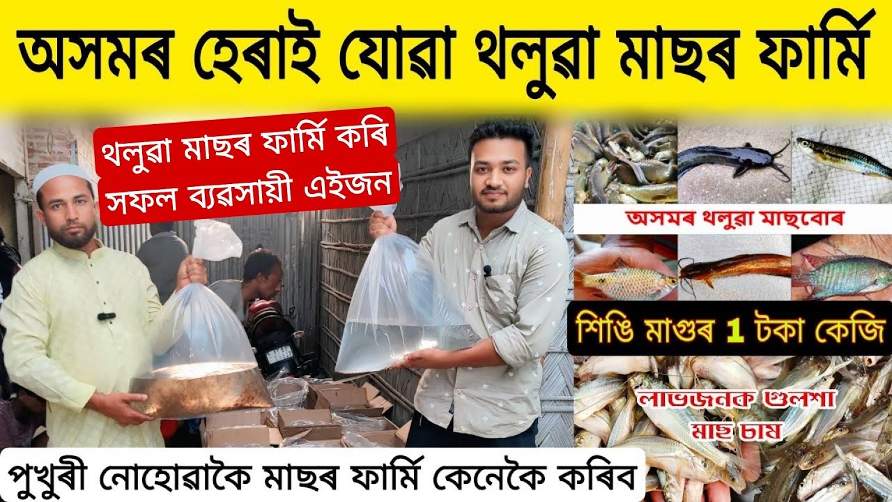 1টকা কেজিত শিঙি মাগুৰ মাছৰ ফাৰ্মি| Fish Farming in Assam | Catfish Farming in Assam |Catfish Farming