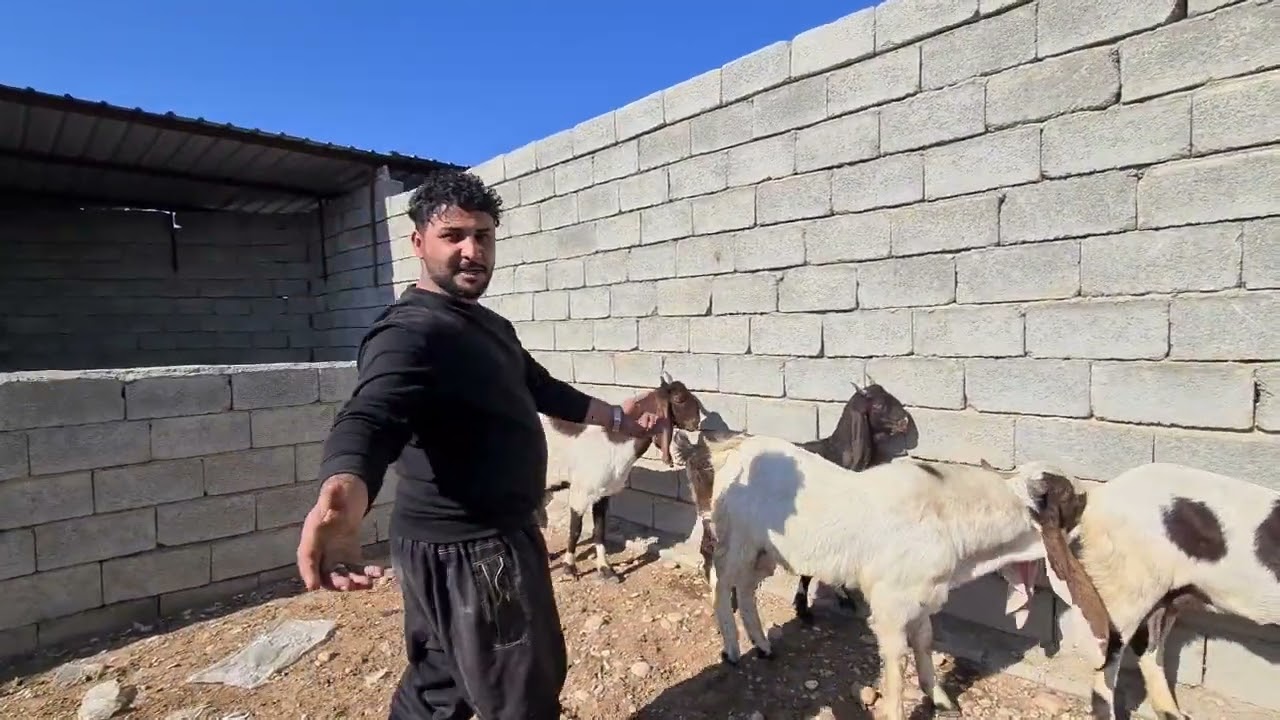 مشروع المواشي مع توفر الظروف مشروع مربح ماهو رايكم