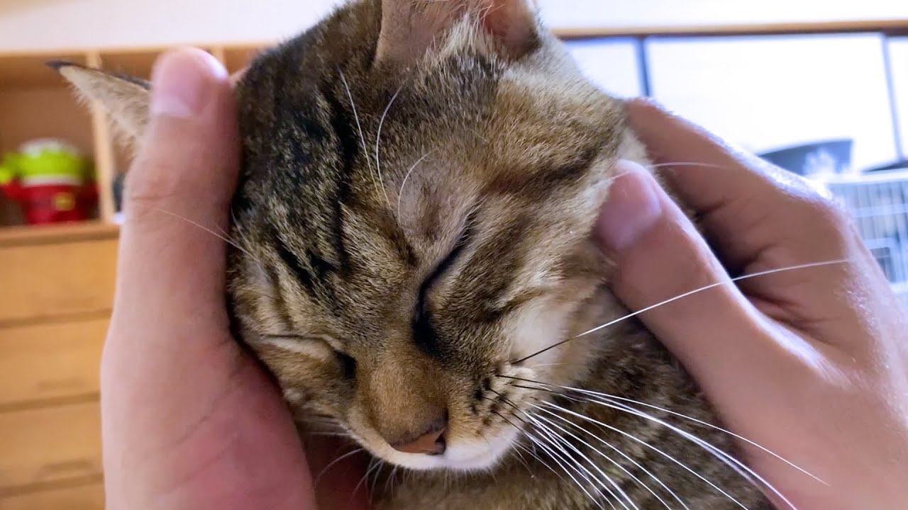 飼い主が眠くなると子猫とお姉ちゃん猫が集まってきてくれます♥