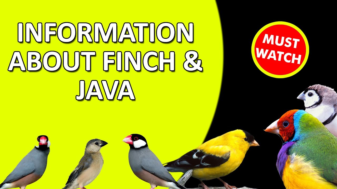 Information About Java & Gouldian Finch By @santanubirdscare @PARROTDIPANKAR