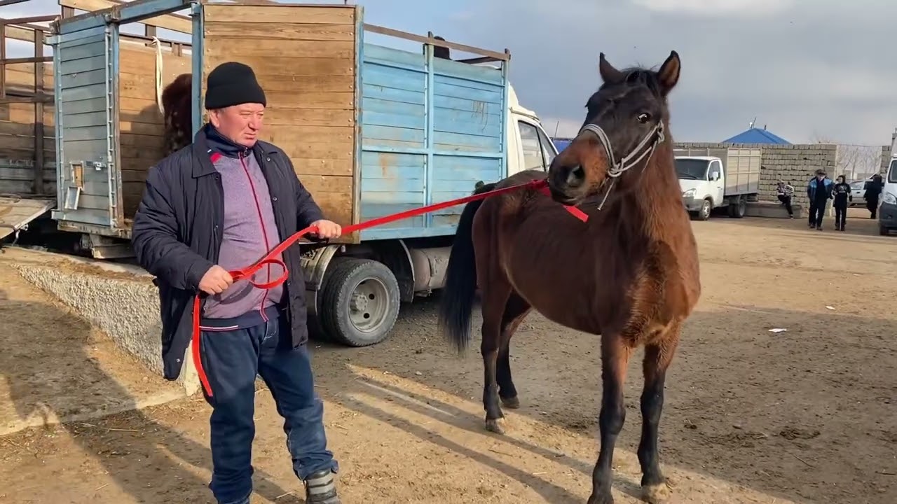 Туркестан Мал Базар Жылкы Тай Бие Ат Байтал Айғыр 7.12.2025