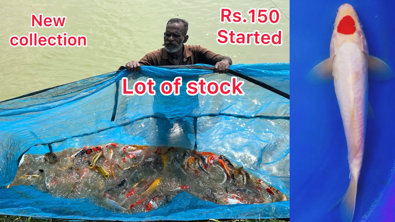 Japanese koi fish harvested now ready for sale || koi fish farm in India || starting at 150rs range
