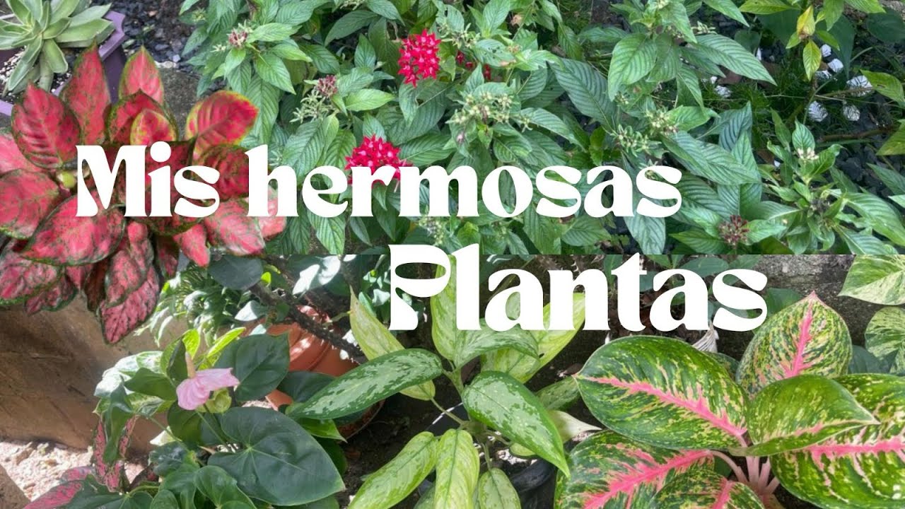 las plantas de mi madre  / mi pequeño jardín 🪴 
