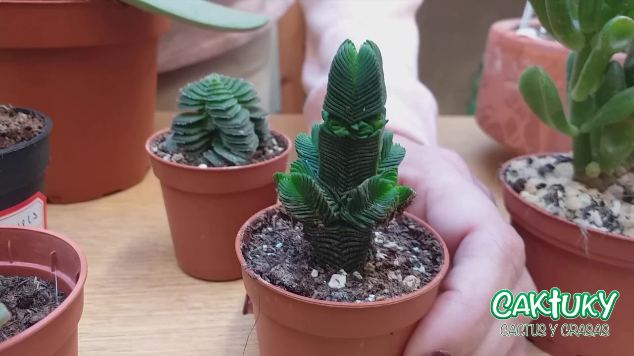 ⭐️⭐️⭐️ 🌵Crassulas de Colección. Dic 19🌵| Caktuky 🌵