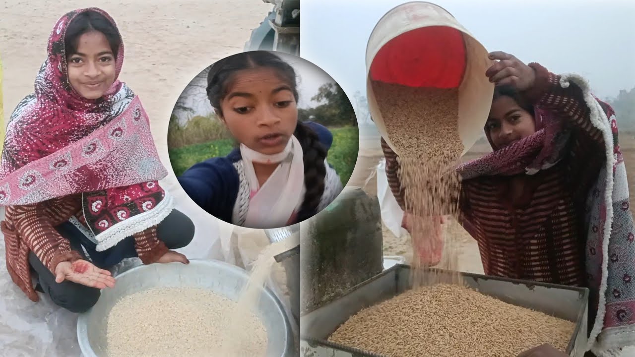जब धान नहीं सुखा,तब खुद धान पिसाई करनी चाहिए #trending #villagerlifestyle @ChandaFamilyVlogहै