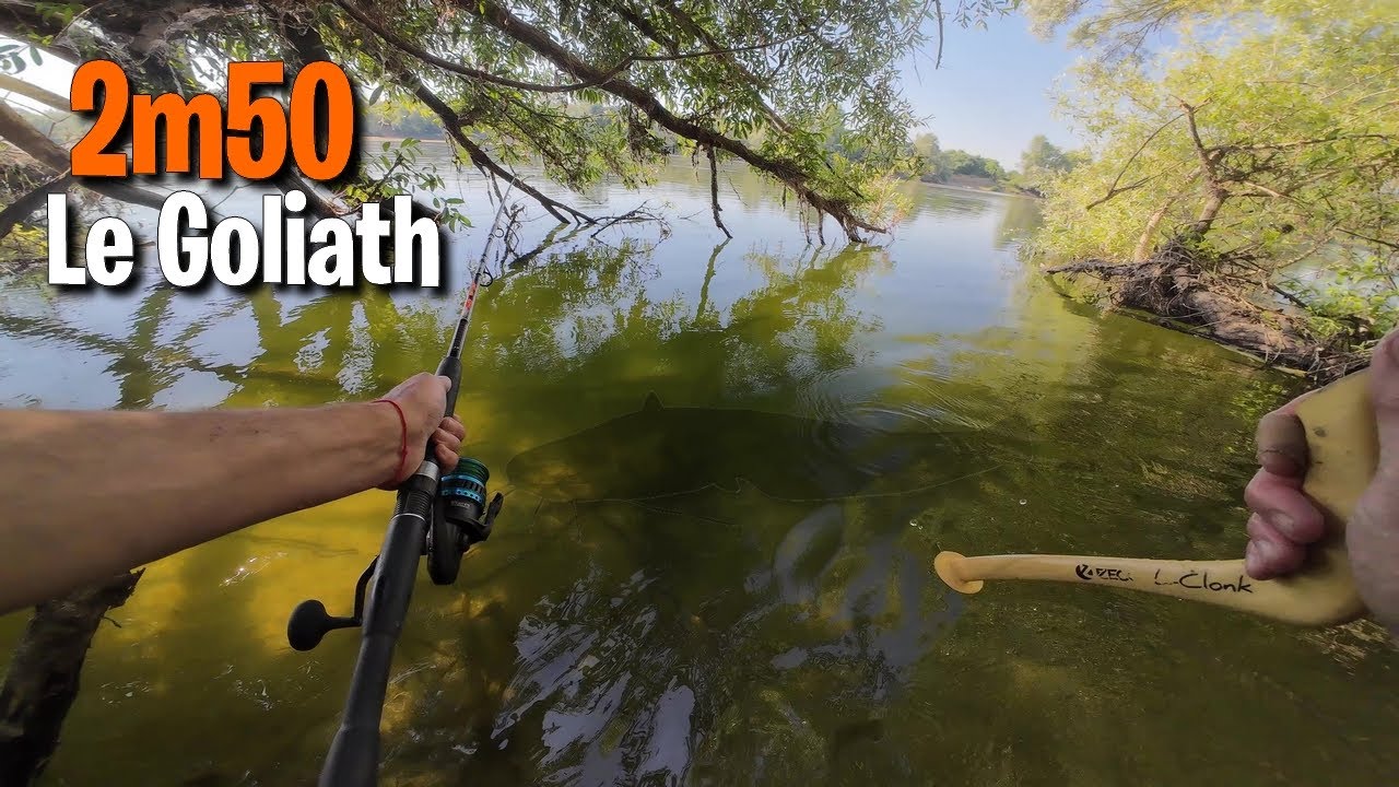 Pêche SILURE 2m50 du BORD : la RUPTURE n'est pas loin !