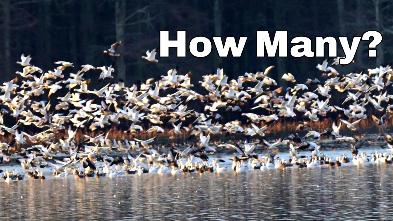 What do a thousand or more snow geese sound like?