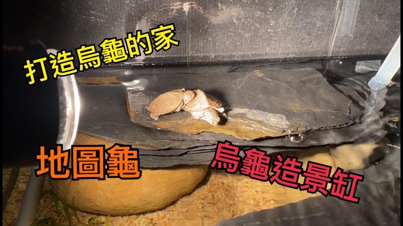 （小鍾養烏龜）烏龜 打造澤龜的家 烏龜造景缸 造景過程 地圖龜 第一集 2021/01/21