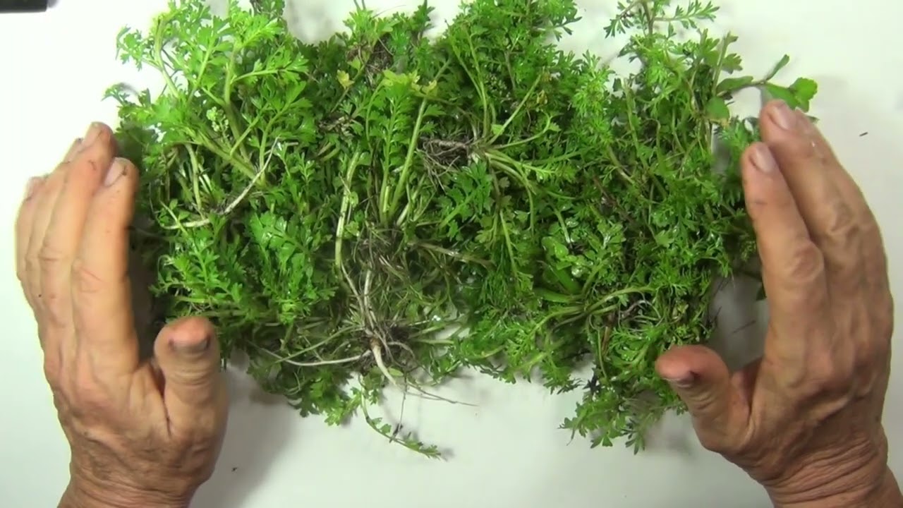 EatTheweeds: Episode 160: Swine Cress