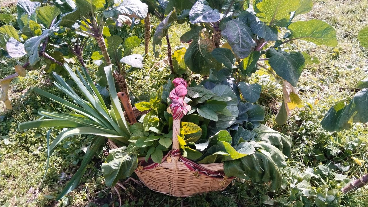 Karışık ot🌿kavurması için otlarımızı🌿toplayalim
