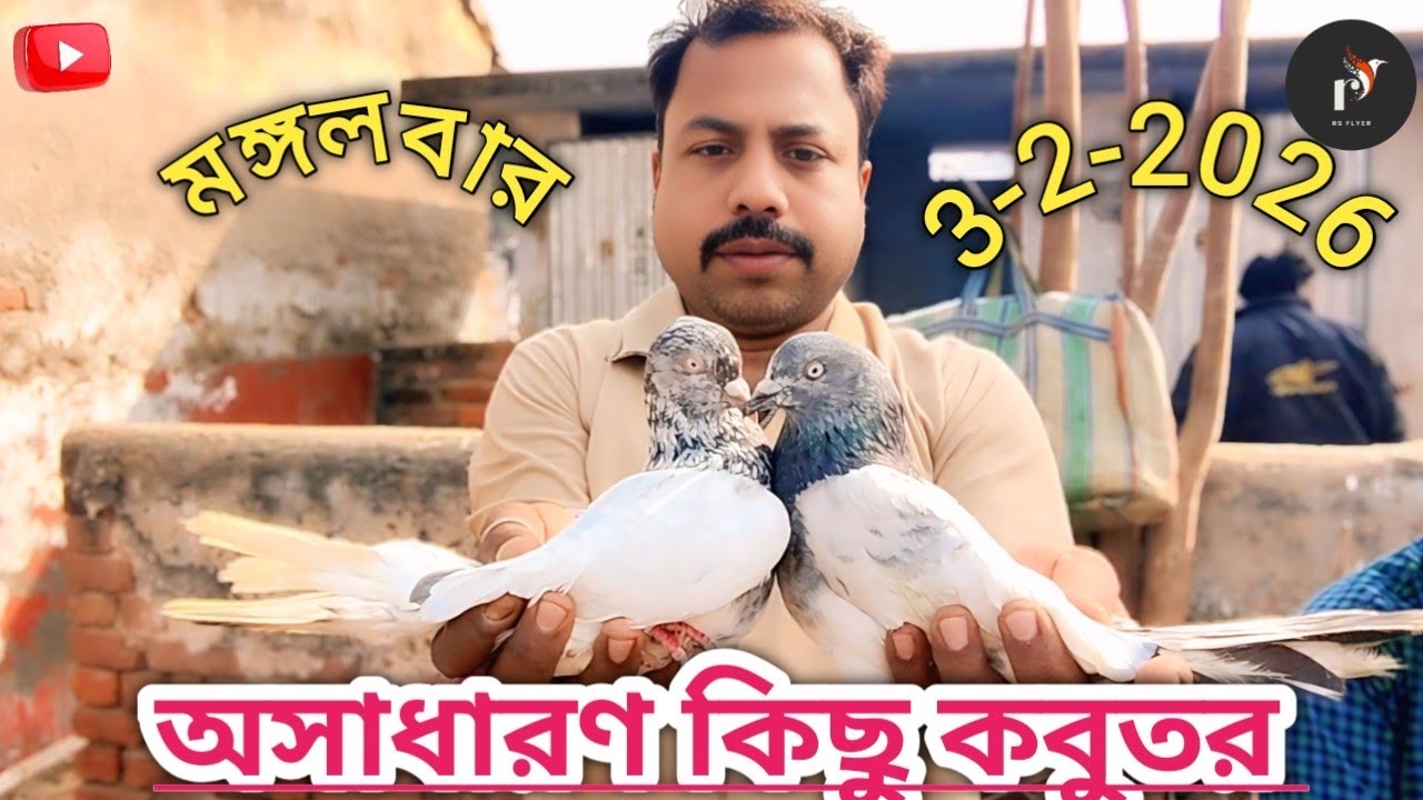 বেলডাঙ্গা হাটে কিছু অসাধারণ কবুতর Some extraordinary pigeons at Beldanga market.