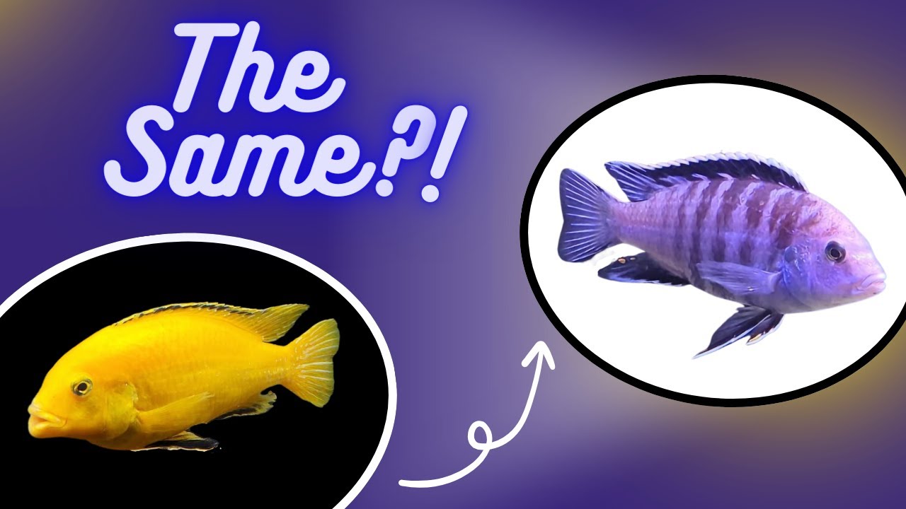 The BLUE 