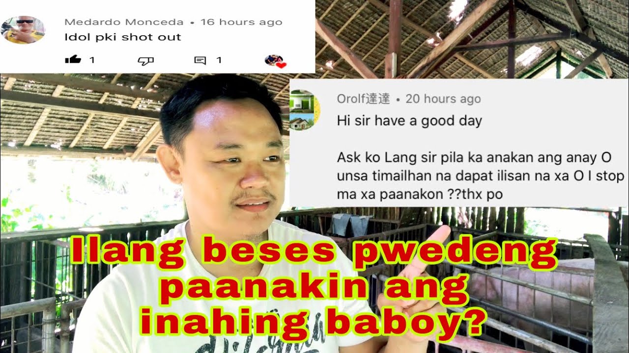 Ilang beses pwedeng paanakin ang mga inahing￼ baboy | Ryan Patenio