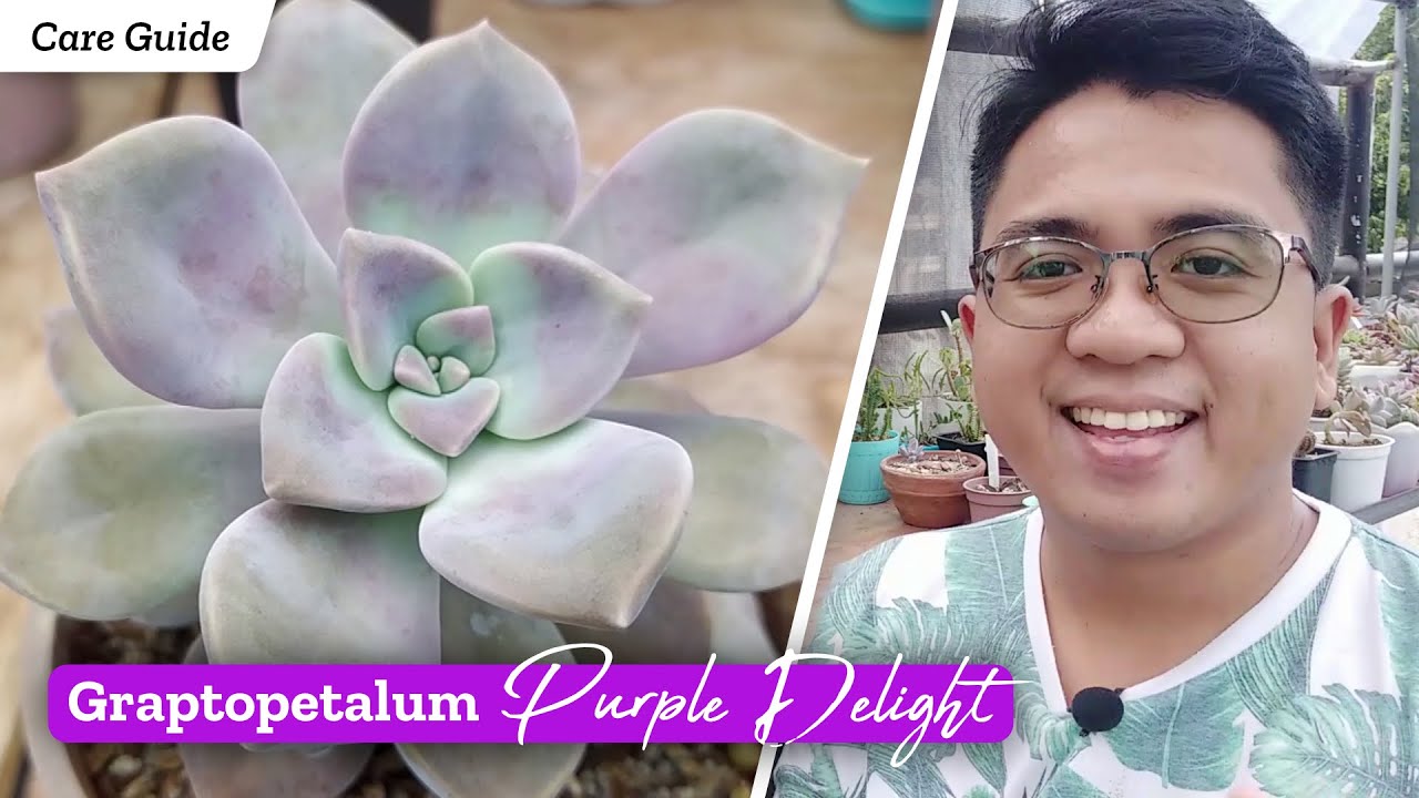 Graptopetalum Purple Delight (or Snow White) / Succulent Care Guide, Propagation & Problems