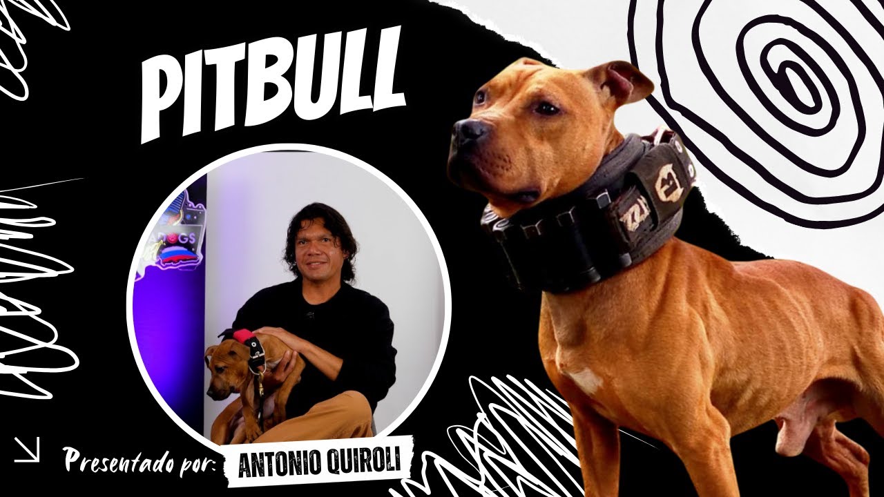 Pitbull: Con P de Polémica ¡El auténtico APBT, la raza con peor reputación! No apto para cualquiera.