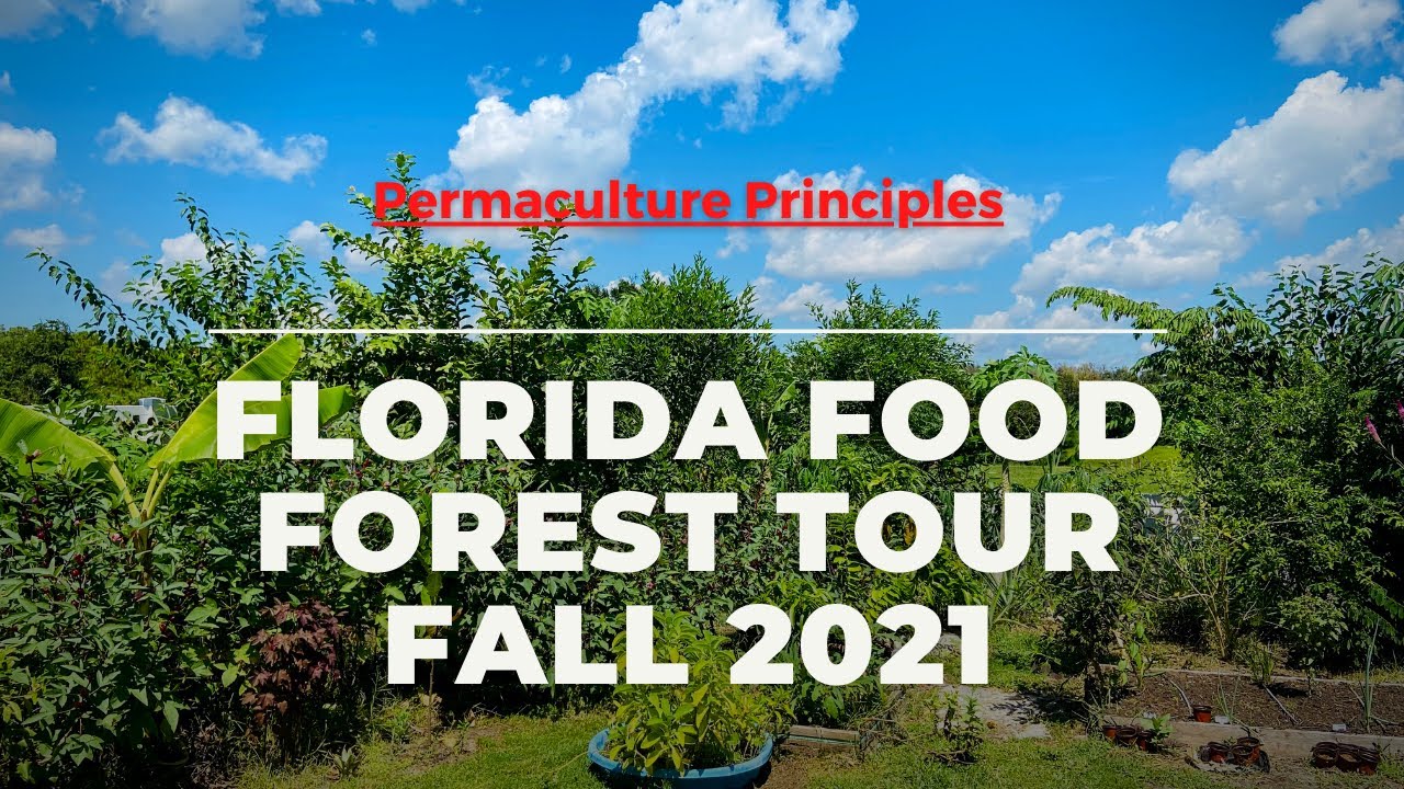 Florida Tropical Food Forest Tour Fall 2021 Zone 9 | Permaculture Principles