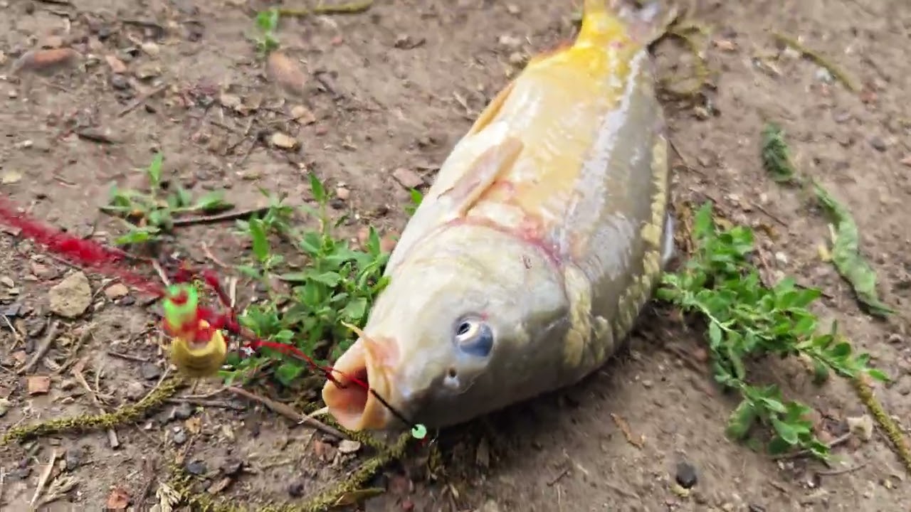 Fishing in Israel at privet lake. Рыбалка в Израиле на частном озере.  20.05.2023