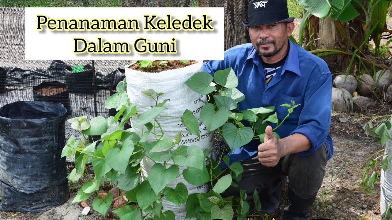 PART 1 - VIRAL PENANAMAN KELEDEK DALAM GUNI (MUDAH & BERKESAN)