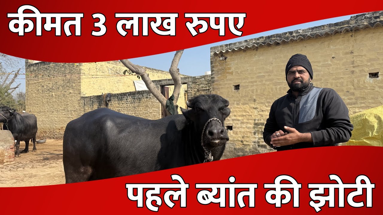 पहले बयात की मुर्रा झोटी बिक्री के लिए उपलब्ध, जायज कीमत पर, राजेश बिश्नोई (8744800029)
