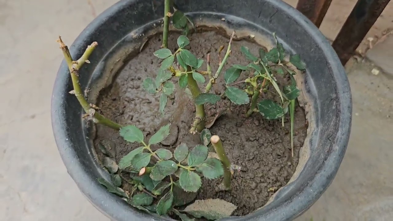 My Backyard Garden cuttings Update in February.
