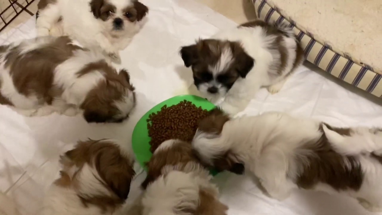 Cachorro prueba alimento seco por primera vez | Cachorros Shih Tzu | La Casita de los Shih Tzu