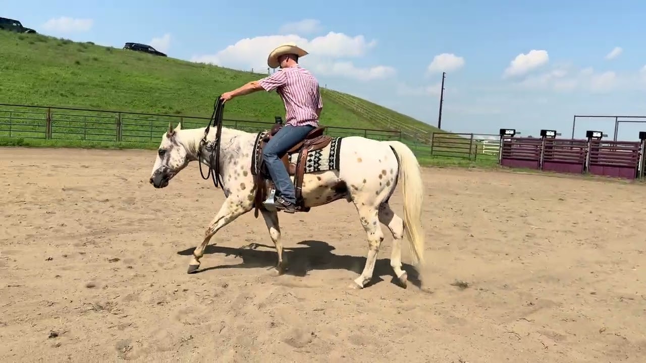 Pepper jack 7 yr old grade gelding leopard Appaloosa 